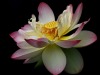 lotus-for-VCU-1-by-Pat-Davis