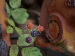 DSC02909  Blackberry jam