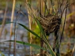 DSC03009 Marsh nest