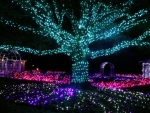 garden of lights - Andy K
