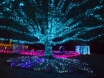 magic-tree-Nancy-K