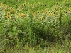 LCCB-Photographing-sunflowers-MJ-Mann