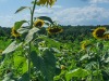 Lickinghole-Creek-Brewery-Sunflowers-3_John-R