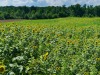 Lickinghole-Creek-Brewery-Sunflowers-5_John-R