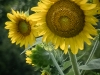 Sunflower2-Vickie-Mac