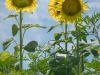 Sunflowers1-Vickie-Mac