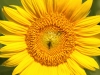 flower-face-Nancy-K5606-