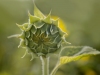 sunflowerm-to-be-Nancy-K
