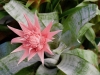burstofpink