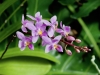 cluster