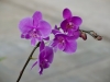 purple-orchids