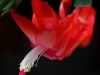 Cactus Flower