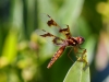 Damsel Sunning