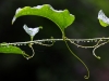 Drops