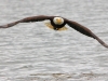 Eagle Approaching