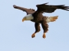 Eagle Descending