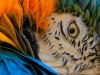 Eye of Macaw