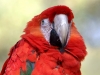 Macaw