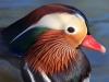 Mandarin Duck