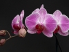 Orchid