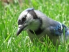 bluejay_hunting