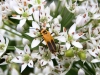 bug_on_chive