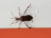bug_on_frame