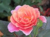 distant_drum_rose