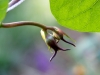 moonflower_buds