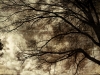 shades_of_winter_b