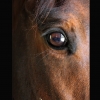Chuck Kehoe - The Eye of the Beholder