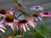 IMG_1435-blue_butterfly