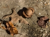 IMG_1767_hickory_nut