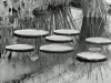 lily_pads-2