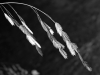 sea_oats1a