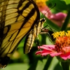 Butterfly_and_Zinnia