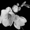 Freesia