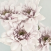 Mums_for_You