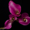 Purple_Calla_Lilies