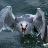 Ravenous_Gull