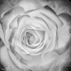 The_Rose