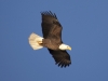 Eagle_in_Flight