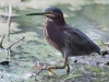 Green_Heron
