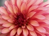 dalia