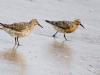 redknots