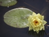 waterlilly