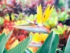 Bird_of_Paradise_671200-R1-04-9