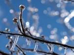 Dogwood.Ice.Vickie