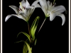 B-C-SL-Lilies__After_Hours-WC-Wally_Pendleton.jpg