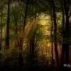 Forest Scene - West Virginia